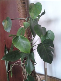 59b9ba3e-monstera (2).jpg